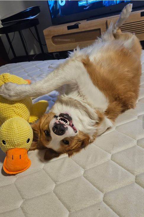 Happy Duck™ The Toy That Makes Every Dog Happier
