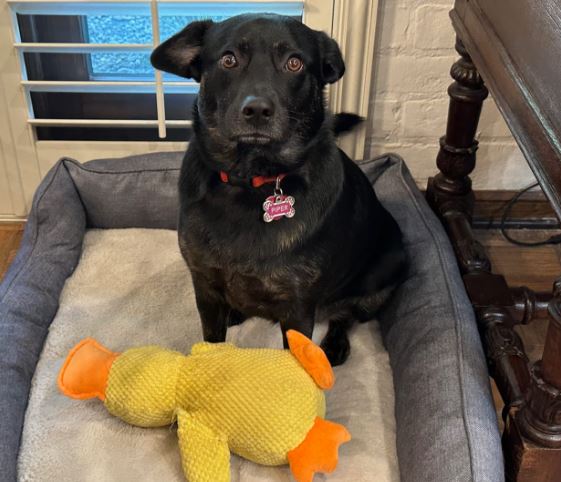 Happy Duck™ The Toy That Makes Every Dog Happier