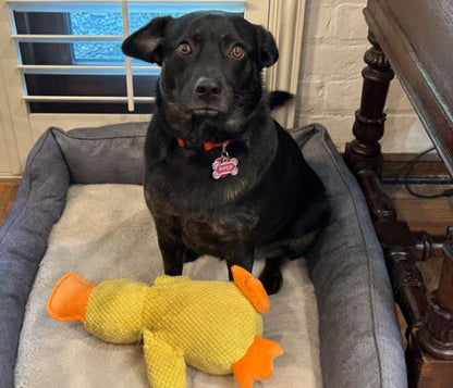 Happy Duck™ The Toy That Makes Every Dog Happier