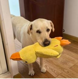 Happy Duck™ The Toy That Makes Every Dog Happier